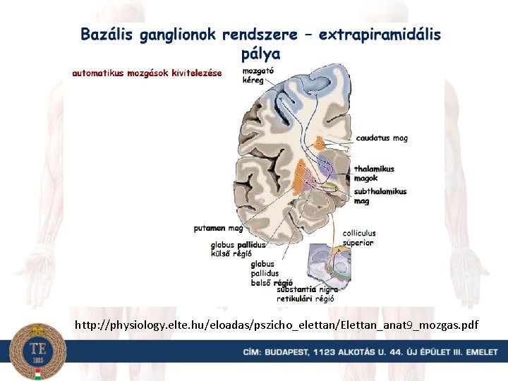 http: //physiology. elte. hu/eloadas/pszicho_elettan/Elettan_anat 9_mozgas. pdf 