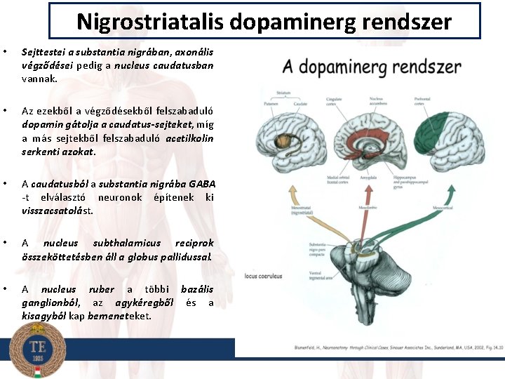 Nigrostriatalis dopaminerg rendszer • Sejttestei a substantia nigrában, axonális végződései pedig a nucleus caudatusban