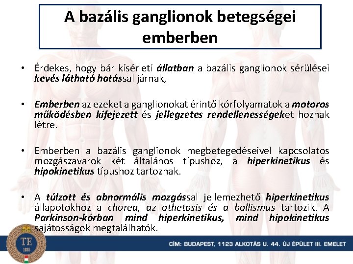 A bazális ganglionok betegségei emberben • Érdekes, hogy bár kísérleti állatban a bazális ganglionok