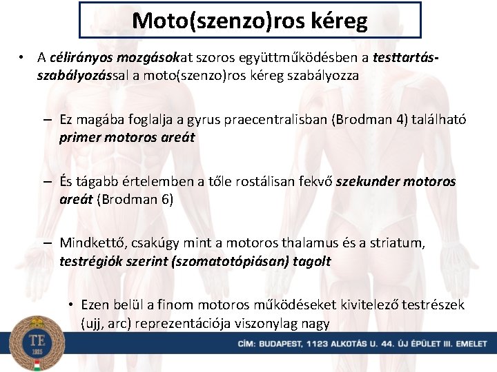 Moto(szenzo)ros kéreg • A célirányos mozgásokat szoros együttműködésben a testtartásszabályozással a moto(szenzo)ros kéreg szabályozza