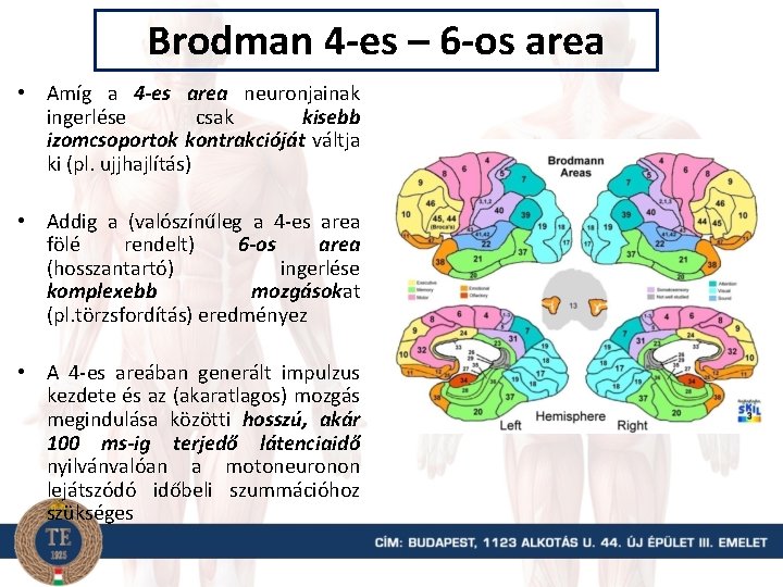 Brodman 4 -es – 6 -os area • Amíg a 4 -es area neuronjainak