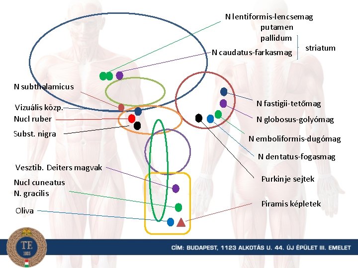 N lentiformis-lencsemag putamen pallidum striatum N caudatus-farkasmag N subthalamicus Vizuális közp. Nucl ruber Subst.