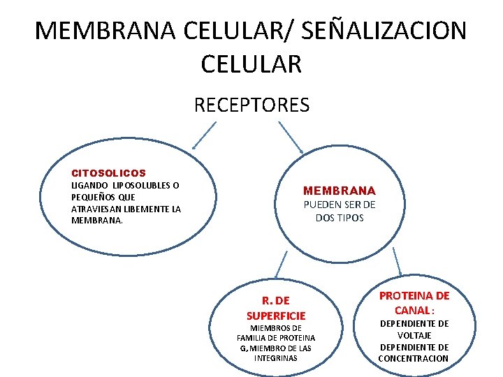 MEMBRANA CELULAR/ SEÑALIZACION CELULAR RECEPTORES CITOSOLICOS LIGANDO LIPOSOLUBLES O PEQUEÑOS QUE ATRAVIESAN LIBEMENTE LA