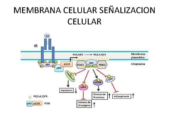 MEMBRANA CELULAR SEÑALIZACION CELULAR 