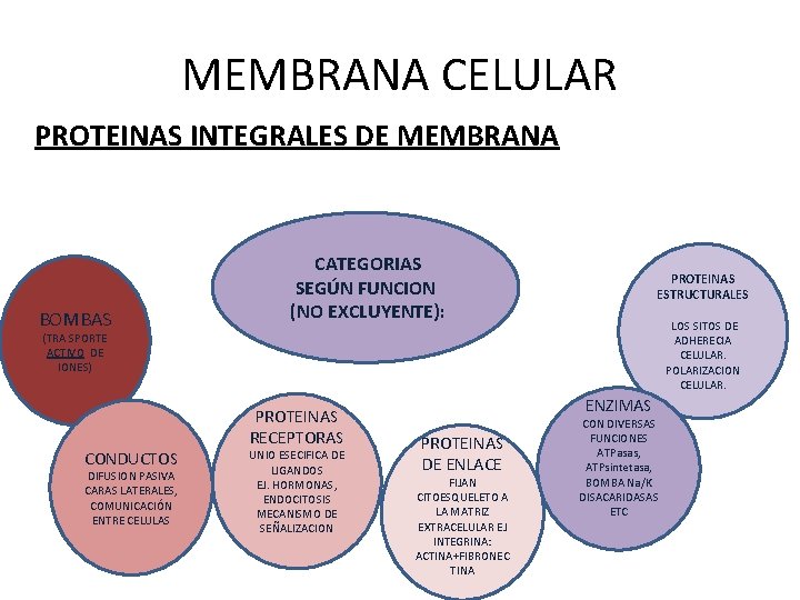 MEMBRANA CELULAR PROTEINAS INTEGRALES DE MEMBRANA BOMBAS CATEGORIAS SEGÚN FUNCION (NO EXCLUYENTE): PROTEINAS ESTRUCTURALES