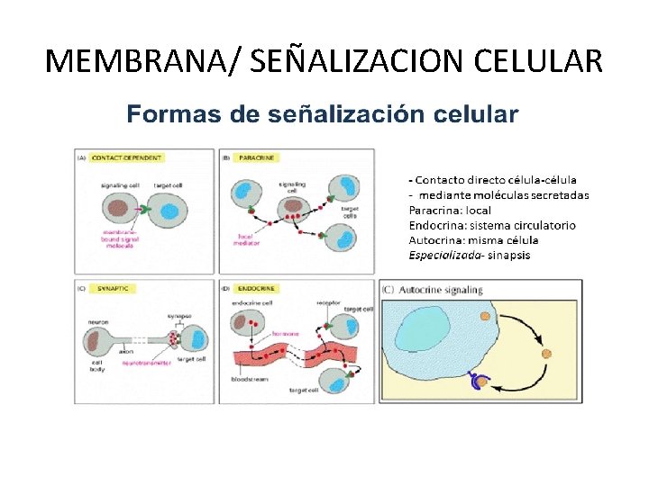 MEMBRANA/ SEÑALIZACION CELULAR 