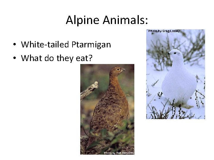 Alpine Animals: • White-tailed Ptarmigan • What do they eat? 