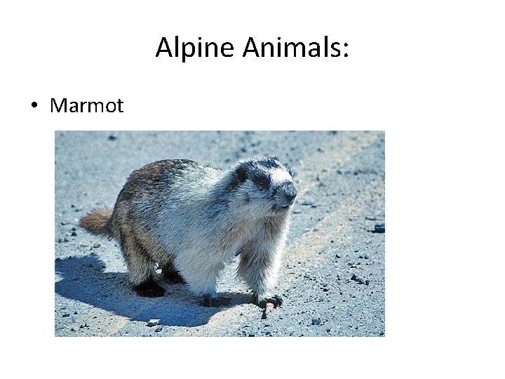 Alpine Animals: • Marmot 
