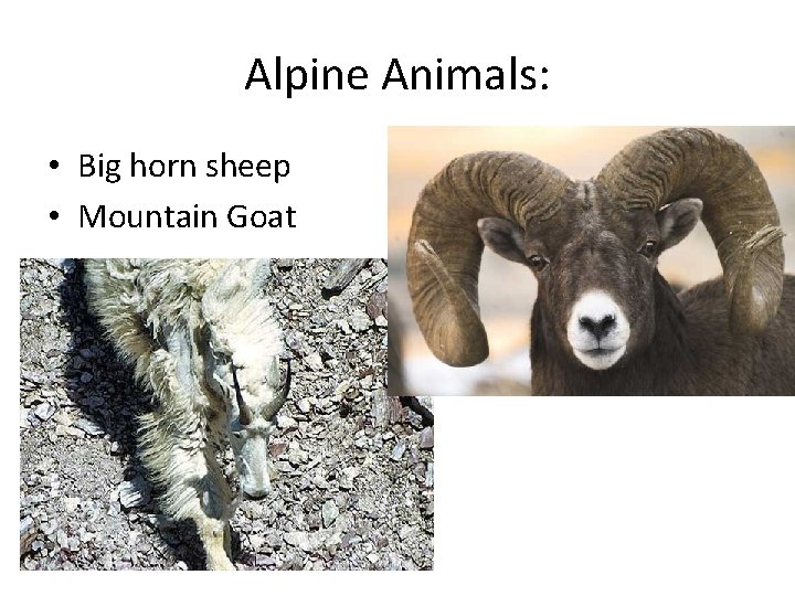 Alpine Animals: • Big horn sheep • Mountain Goat 