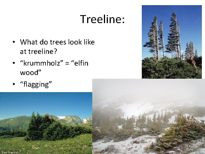 Treeline: • What do trees look like at treeline? • “krummholz” = “elfin wood”