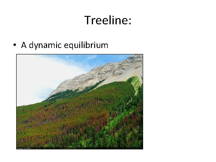 Treeline: • A dynamic equilibrium 