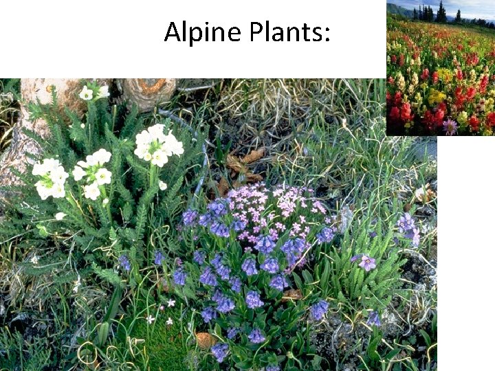 Alpine Plants: 