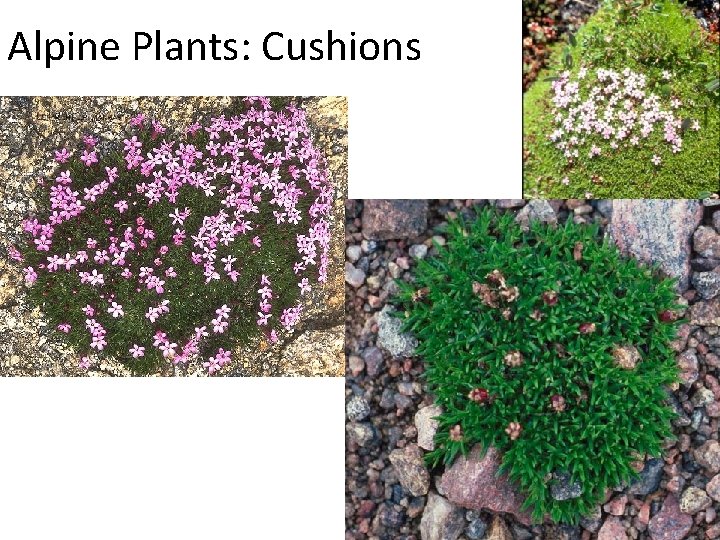 Alpine Plants: Cushions 