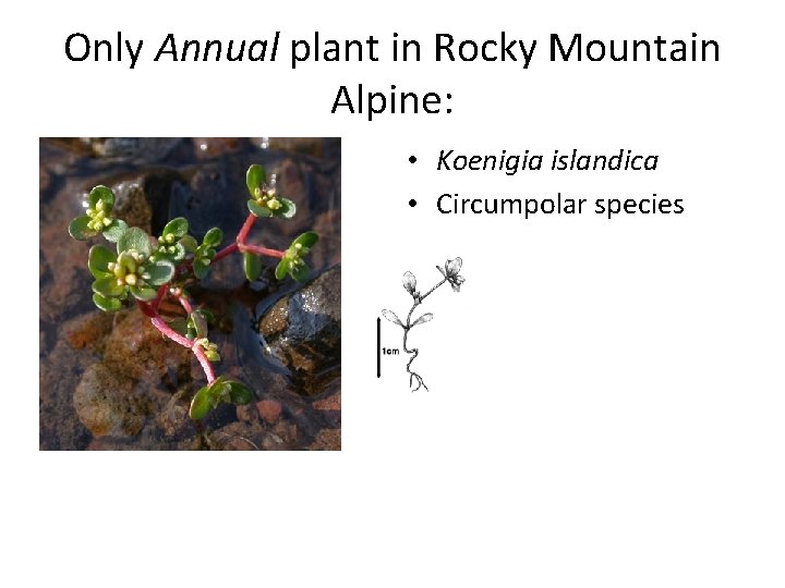 Only Annual plant in Rocky Mountain Alpine: • Koenigia islandica • Circumpolar species 