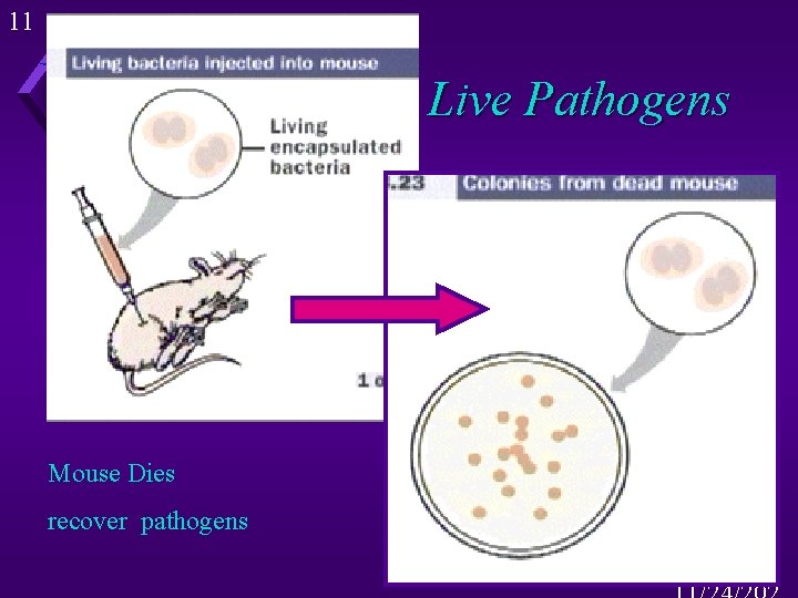 11 Live Pathogens Mouse Dies recover pathogens 