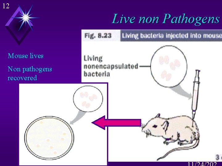 12 Live non Pathogens Mouse lives Non pathogens recovered 