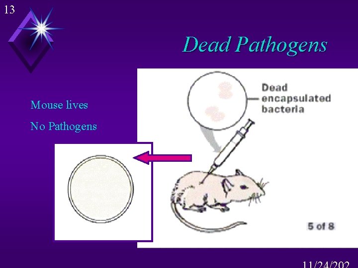 13 Dead Pathogens Mouse lives No Pathogens 