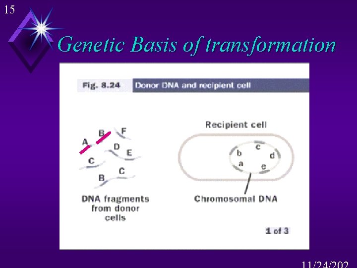 15 Genetic Basis of transformation 