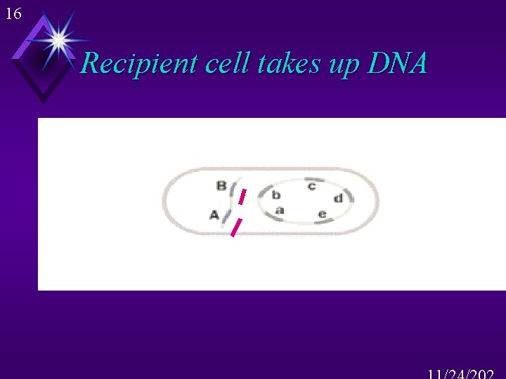 16 Recipient cell takes up DNA 