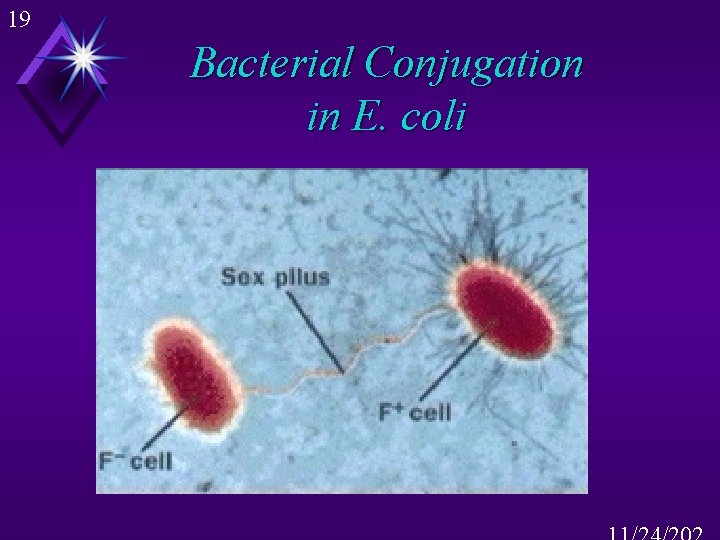 19 Bacterial Conjugation in E. coli 