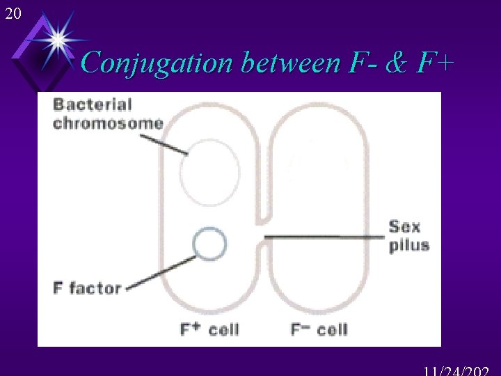 20 Conjugation between F- & F+ 