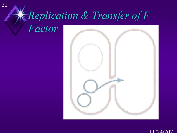 21 Replication & Transfer of F Factor 