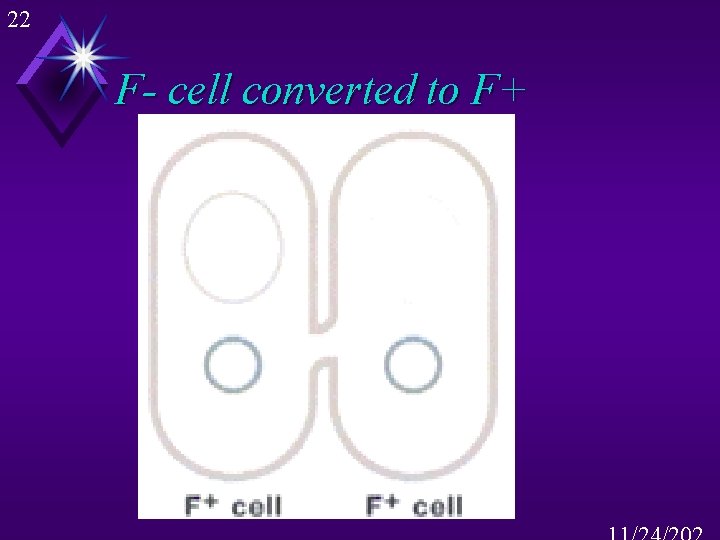 22 F- cell converted to F+ 