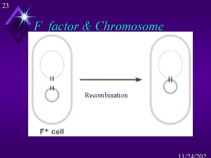 23 F factor & Chromosome Recombination 