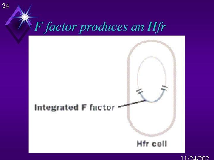 24 F factor produces an Hfr 