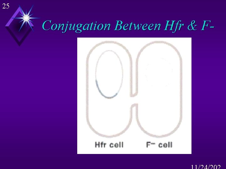 25 Conjugation Between Hfr & F- 