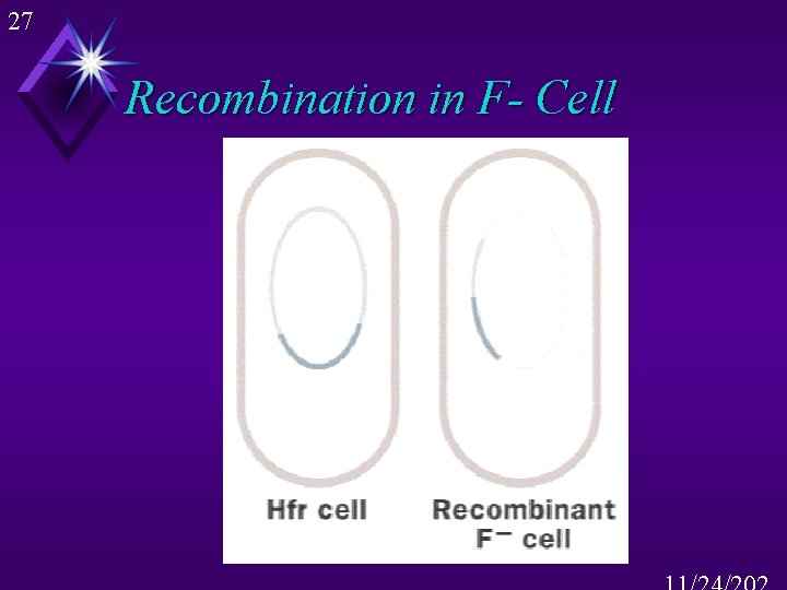 27 Recombination in F- Cell 