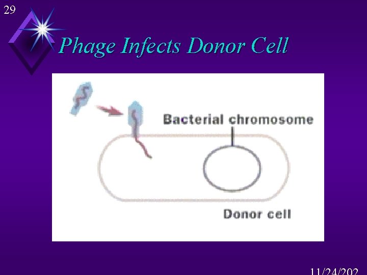 29 Phage Infects Donor Cell 