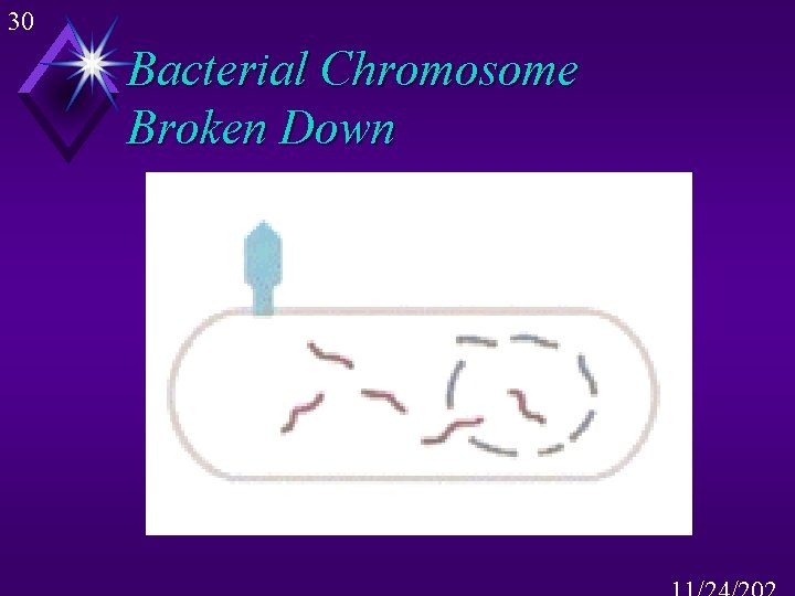 30 Bacterial Chromosome Broken Down 