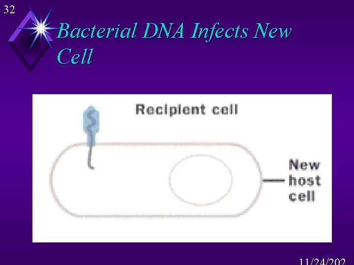 32 Bacterial DNA Infects New Cell 