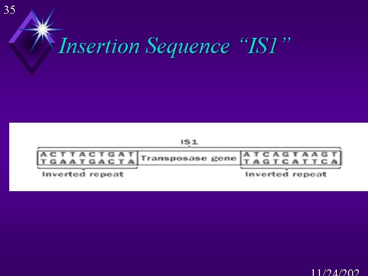35 Insertion Sequence “IS 1” 
