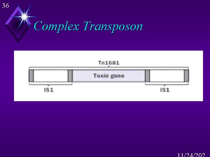 36 Complex Transposon 