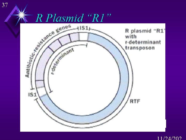 37 R Plasmid “R 1” 