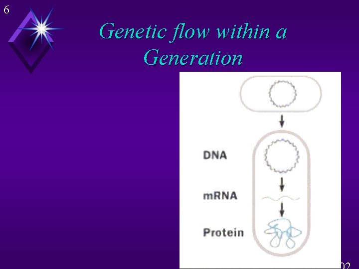 6 Genetic flow within a Generation 