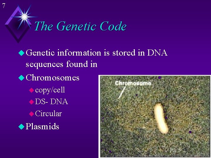 7 The Genetic Code u Genetic information is stored in DNA sequences found in