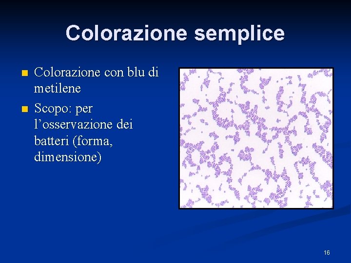 Colorazione semplice n n Colorazione con blu di metilene Scopo: per l’osservazione dei batteri