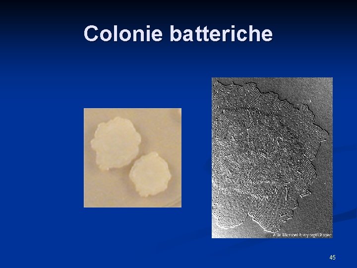 Colonie batteriche 45 