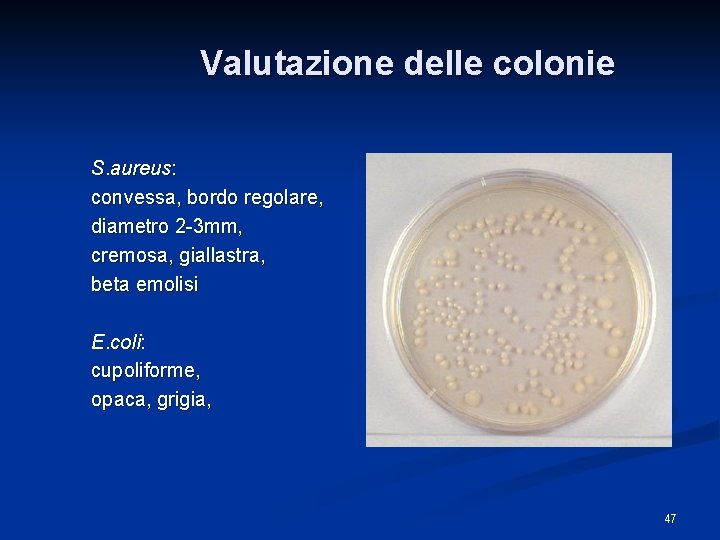 Valutazione delle colonie S. aureus: convessa, bordo regolare, diametro 2 -3 mm, cremosa, giallastra,