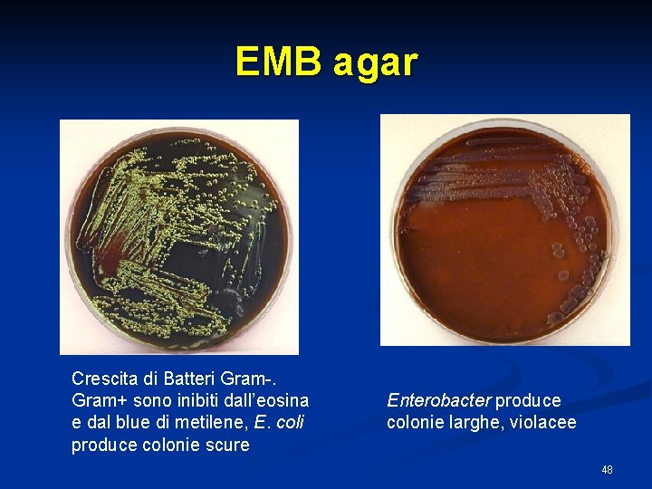 EMB agar Crescita di Batteri Gram-. Gram+ sono inibiti dall’eosina e dal blue di