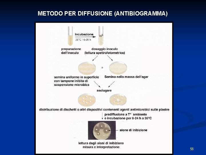 METODO PER DIFFUSIONE (ANTIBIOGRAMMA) 56 