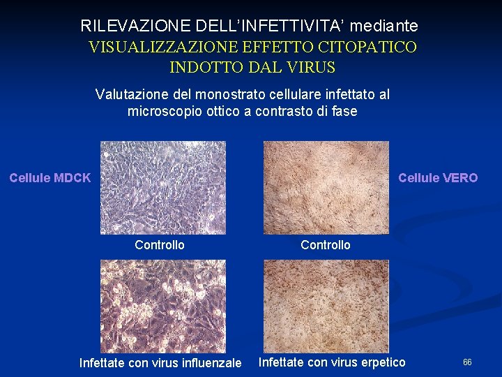 RILEVAZIONE DELL’INFETTIVITA’ mediante VISUALIZZAZIONE EFFETTO CITOPATICO INDOTTO DAL VIRUS Valutazione del monostrato cellulare infettato