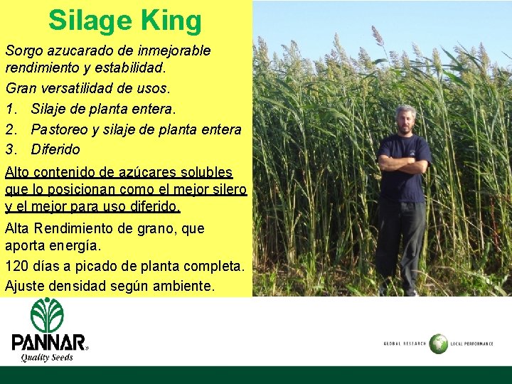 Silage King Sorgo azucarado de inmejorable rendimiento y estabilidad. Gran versatilidad de usos. 1.