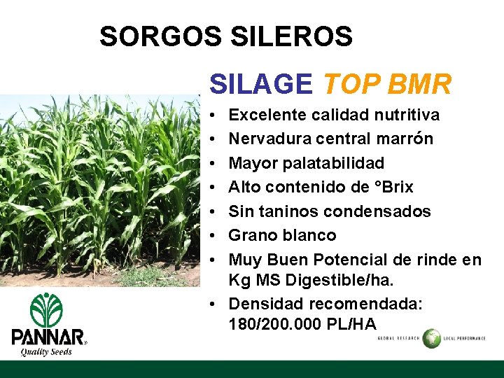 SORGOS SILEROS SILAGE TOP BMR • • Excelente calidad nutritiva Nervadura central marrón Mayor