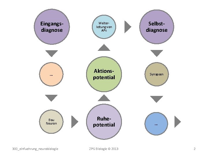 Eingangsdiagnose Weiterleitung von APs Selbstdiagnose … Aktionspotential Synapsen Bau Neuron Ruhepotential 300_einfuehrung_neurobiologie ZPG Biologie