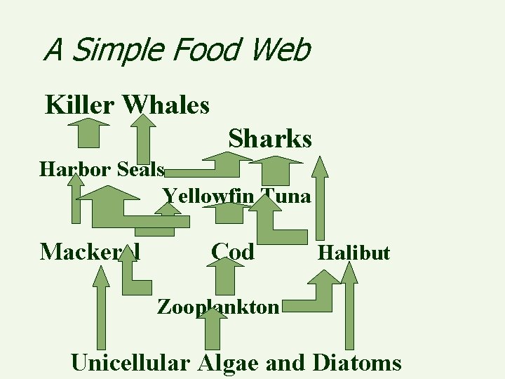 A Simple Food Web Killer Whales Sharks Harbor Seals Yellowfin Tuna Mackerel Cod Halibut