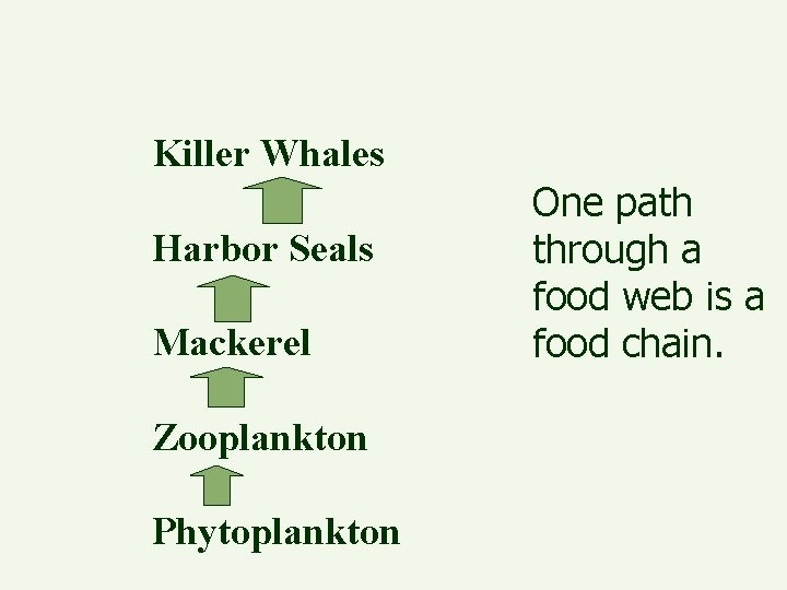 Killer Whales Harbor Seals Mackerel Zooplankton Phytoplankton One path through a food web is